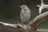 Tree Pipit (Anthus trivialis)