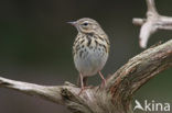 Boompieper (Anthus trivialis)