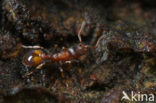 Leptothorax affinis