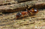 Leptothorax affinis