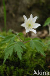 Bosanemoon (Anemone nemorosa)