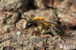 Bosbesbij (Andrena lapponica)