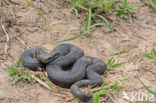 Bosnian adder (Vipera berus bosniensis)