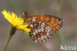 Bosparelmoervlinder (Melitaea athalia) 