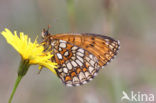 Bosparelmoervlinder (Melitaea athalia) 