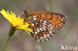 Bosparelmoervlinder (Melitaea athalia) 