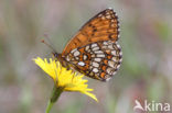 Bosparelmoervlinder (Melitaea athalia) 