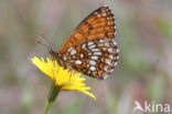 Bosparelmoervlinder (Melitaea athalia) 