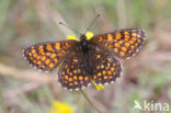 Bosparelmoervlinder (Melitaea athalia) 