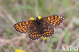 Bosparelmoervlinder (Melitaea athalia) 