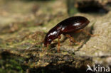 Bradycellus sharpi