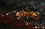 Bosslankmiertje (Leptothorax nylanderi)