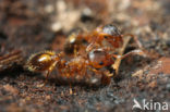 Bosslankmiertje (Leptothorax nylanderi)