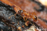 Myrmica ruginodis