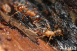 Bossteekmier (Myrmica ruginodis)