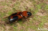 Badister bullatus
