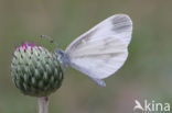 Boswitje (Leptidea sinapis) 