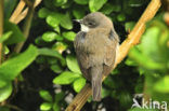 Lesser Whitethroat (Sylvia curruca)