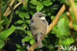 Lesser Whitethroat (Sylvia curruca)