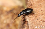 Badister dilatatus