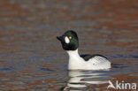 Common Goldeneye (Bucephala clangula)