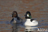 Common Goldeneye (Bucephala clangula)