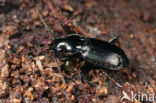 Bronzen Boszwartschild (Pterostichus oblongopunctatus)