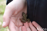 Common Frog (Rana temporaria)