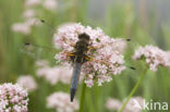 Bruine korenbout (Libellula fulva) 