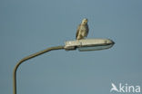 Buizerd (Buteo buteo)