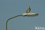 Buizerd (Buteo buteo)