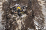 Buizerd (Buteo buteo)