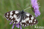 Dambordje (Melanargia galathea)