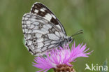 Dambordje (Melanargia galathea)