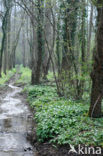 Ramsons (Allium ursinum)