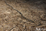 Pine processionary Moth (Thaumetopoea pityocampa)