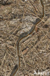 Pine processionary Moth (Thaumetopoea pityocampa)