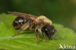 Andrena bimaculata