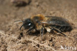 Donkere wilgenzandbij (Andrena apicata) 