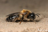 Donkere wilgenzandbij (Andrena apicata) 