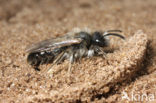 Donkere wilgenzandbij (Andrena apicata) 