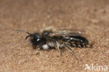 Donkere wilgenzandbij (Andrena apicata) 