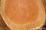 Douglas Fir (Pseudotsuga menziesii)