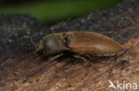 dusky wireworm (Agriotes obscurus)