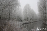 Eckartse bos