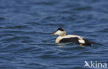 Eider (Somateria mollissima)
