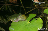 Europese boomkikker (Hyla arborea) 