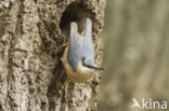 Eurasian Nuthatch (Sitta europaea)