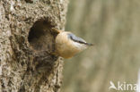 Europese Boomklever (Sitta europaea)