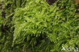 Common Feather-moss (Eurhynchium praelongum)